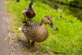 Mallard male and female duck