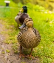 Mallard male and female duck