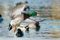 Mallard - Anas platyrhynchos Royalty Free Stock Photo