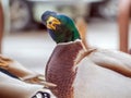 Mallard male is looking at camera. Duck portrait. Close-up. Blurred background Royalty Free Stock Photo