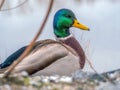 Mallard male is looking at camera. Duck portrait. Close-up. Blurred background Royalty Free Stock Photo