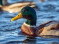 Mallard male on the water. Portrait of the drake. Close-up Royalty Free Stock Photo