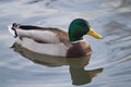 Mallard male on the watter