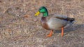 Mallard, male, who is looking in the meadow in front of him