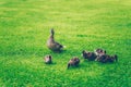 Mallard mother and baby ducks eating grass in a park Royalty Free Stock Photo