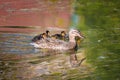 Mallard mother duck and ducklings swimming in river Royalty Free Stock Photo