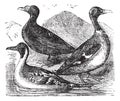 Mallard, Northern Shoveler and common duck or freshwater duck, drake vintage engraving