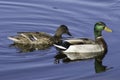 Mallard pair Royalty Free Stock Photo