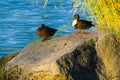 Mallard pair on the big stone at lake Royalty Free Stock Photo