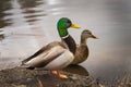 Mallard Pair Royalty Free Stock Photo