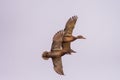 Mallard pair in flight on clear day Royalty Free Stock Photo