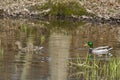 Mallard Pair at Sam Parr Lake in Newton, IL Royalty Free Stock Photo