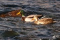 Mallard Pair Swimming