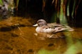 Mallard in the pond, beautiful wild duck swims in the water Royalty Free Stock Photo