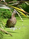 Mallard preening its feathers in Travis Wetland Nature Heritage Park in New Zealand Royalty Free Stock Photo