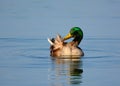 Mallard preening