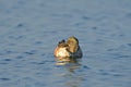 A Mallard Preening Royalty Free Stock Photo