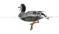 Mallard quacking, floating on the water, Royalty Free Stock Photo