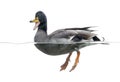 Mallard quacking, floating on the water, Royalty Free Stock Photo