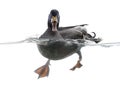 Mallard quacking in the water, Anas platyrhynchos