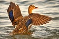 Mallard on Quidi Vidi lake