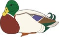 Mallard Resting Illustration