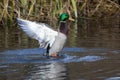 Mallard shaking its feathers Royalty Free Stock Photo