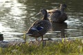 Mallard Shore