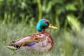 Mallard side view Portrait in HDR High Dynamic Range