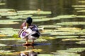 Mallard sitting in the water and cleaning itself Royalty Free Stock Photo