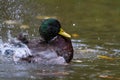 Mallard splash