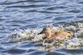 Mallard Splashing Royalty Free Stock Photo