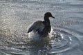 A Mallard Splashing Water Royalty Free Stock Photo