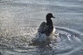 A Mallard Splashing Water Royalty Free Stock Photo