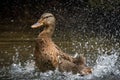 Mallard Splashing Water Fene Galicia Royalty Free Stock Photo