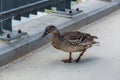 Mallard standing on the shore, wild duck near the river