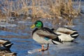 Mallard standing on thin ice Royalty Free Stock Photo