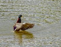 Mallard, stretching it`s wings on the water