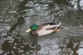 Mallard swimming through the cold waters of the river Lea