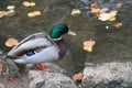 Mallard swimming through the cold waters of the river Lea