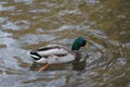 Mallard swimming through the cold waters of the river Lea