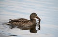 Mallard swimming and eating a frog in a lake