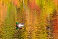 Mallard swimming on fall reflections Royalty Free Stock Photo