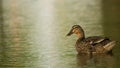 Mallard swimming on lake, bird, nature, animal