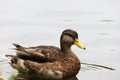 Mallard swimming in water during rain Royalty Free Stock Photo