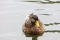 Mallard swimming in water during rain Royalty Free Stock Photo