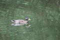 Mallard swimming in water during rain Royalty Free Stock Photo
