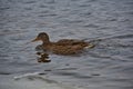 Mallard that swims on an unfrozen river on a winter day.