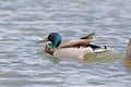 A mallard swims in the water of a pond