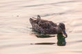 Mallard intent on fishing for its prey in the lake of the natural park